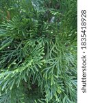 Close up of Bonzai Tree