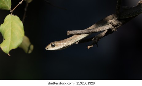 Close Up Of A Boomslang Snake