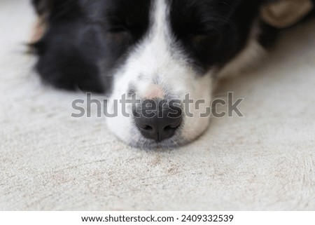 Close up of the border collie puppy nose. Close up of a dog's snout. Dog lying on a concrete floor.