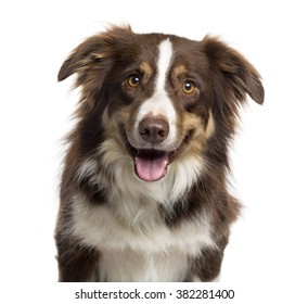 Close up of a Border Collie sticking the tongue, looking at the camera, with happy expression