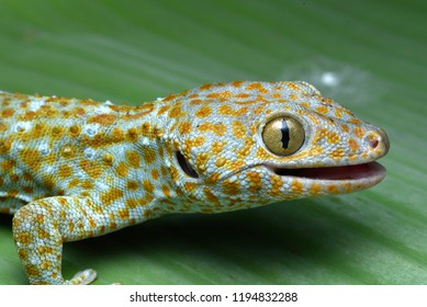 1,927 Borneo lizards Images, Stock Photos & Vectors | Shutterstock