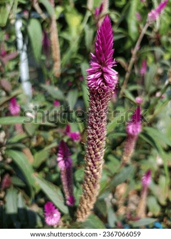 A close up of Boroco or Celosia Argentea is an annual plant that is often planted in gardens. It usually blooms in mid spring to summer. Propagates by seeds. The flowers are hermaphroditic.