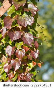 Close up of Boston ivy in autumn.