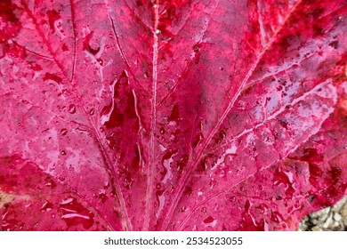 Close up of a Boston Ivy leaf turned red in autumn covered in rain from an overnight storm
 - Powered by Shutterstock