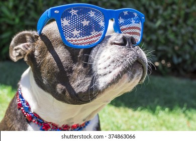 Close Up Boston Terrier Dog Wearing Stars And Stripes Sunglasses On Fourth Of July