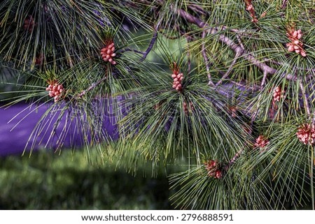 Close botanical study of needle texture and branch morphology in Pinus armandii. The image highlights diagnostic characteristics of this ornamental conifer species.