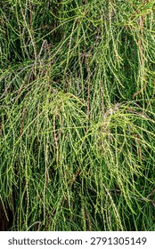 Close botanical study of threadlike branchlets of Chamaecyparis pisifera. The image highlights fine evergreen foliage structure and ornamental texture in Nitra Botanical Garden, Slovakia.