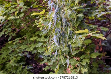 Close botanical view of cutleaf silver birch foliage and spring catkins on drooping branches in the Botanical Garden in Nitra, Slovakia.