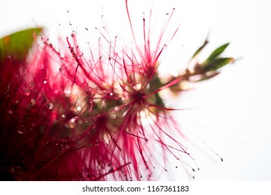 Close Up Of A Bottlebrush Flower