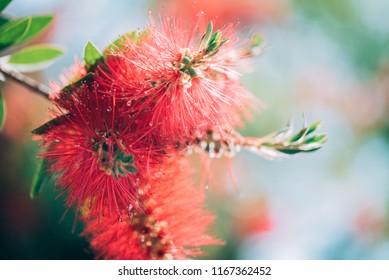 Close Up Of A Bottlebrush Flower