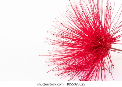 Close Up Of Bottlebrush Flower