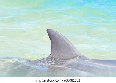 Close Up Bottlenose Dolphin Fin