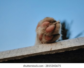 Close up bottom view of a fluffy cat paw with pink pads resting on a roof edge against a clear blue sky.
