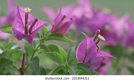 Close up of Bougainvillea flowers - Shutterstock ID 2253094311