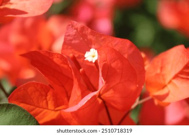 A close up Bougainvillea glabra 'orange' is a striking ornamental shrub celebrated for its vibrant pink bracts. These eye-catching bracts, which surround tiny, inconspicuous flowers - Powered by Shutterstock