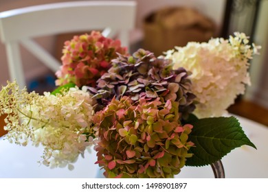 Flowers Pitcher Hd Stock Images Shutterstock