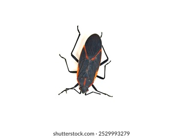 A close up of a box elder bug on a white background