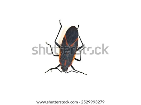 A close up of a box elder bug on a white background