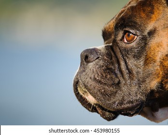 Close Up Of Boxer Dog Face And Snout