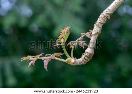 Close Up Brach Of A Aralia Elata Tree  