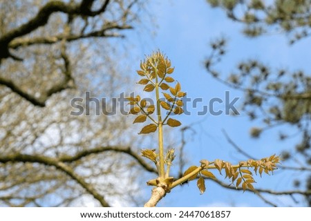 Close Up Brach Of A Aralia Elata Tree At Amsterdam The Netherlands 4-4-2024