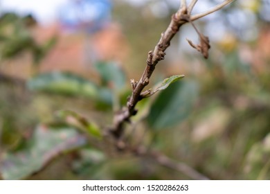 Close up of a brach extending to the camera
