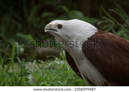 A close up of the brahminy kite eagle or Haliastur indus or the red back sea eagle at the Bandung Zoo, West Java, green bokeh background.