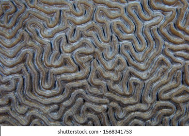 241 Small brain coral Images, Stock Photos & Vectors | Shutterstock