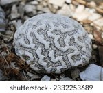 close up of a brain correl in shell garden