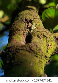 Close up branch.