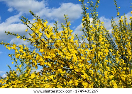 Close up of the branch of blooming yellow flowers of Cytisus scoparius, the common broom or Scotch broom, syn. Sarothamnus scoparius. Blooming broom, Cytisus scoparius in April