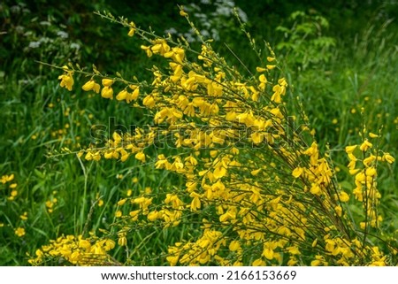 Close up of the branch of blooming yellow flowers of Cytisus scoparius, the common broom or Scotch broom, syn. Sarothamnus scoparius. Blooming broom, Cytisus scoparius in April.