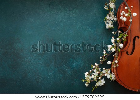 Close up of Branch of blossoming cherry and violin on  Aqua Menthe background