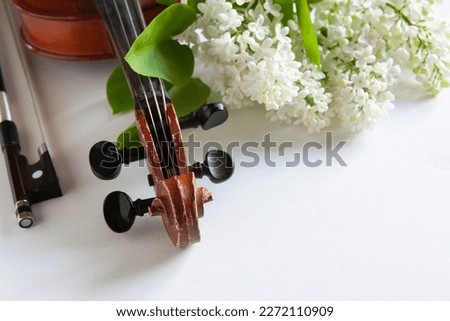 Close up of Branch of blossoming white lilac and  old violin on the white background. Close up, Selective focus