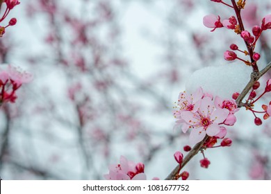 Cherry Blossom Snow Images Stock Photos Vectors Shutterstock