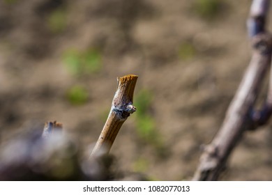 Close Up Of A Branch Of A Cut Vine With A Drop Of Tear, Early Spring. Bokeh Background. Concept Agriculture And Agro Culture. Shallow Depth Of Focus.