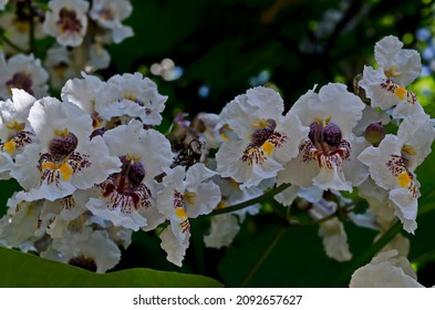 Close up of a branch of Indian bean tree or Catalpa bignonioides in bloom, Sofia, Bulgaria    