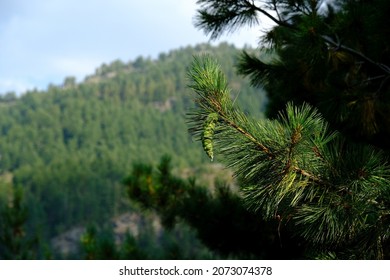 Close up of branch of Pinus strobus (eastern white pine, northern white pine, white pine, Weymouth pine) with cone in albanian mountains.