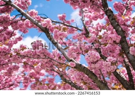 Close up of branch of Prunus serrulata 'Kanzan' with pink cherry blossom. Cropped spring  most popular Japanese  flowering tree against the sky. 