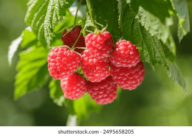 Close up of branch of ripe raspberry on a bush in a garden - Powered by Shutterstock