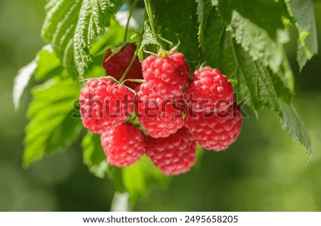 Close up of branch of ripe raspberry on a bush in a garden