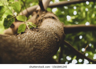 Close up of a branch of a tree
