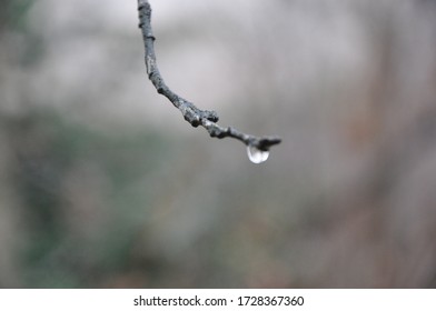Close up of branches with raindrops