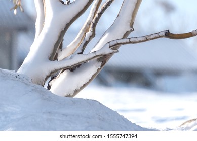 Close Up Of The Branches Of A Snow Covered Gum Tree At Smiggin Holes Ski Resort, Kosciuszko National Park, NSW Australia.