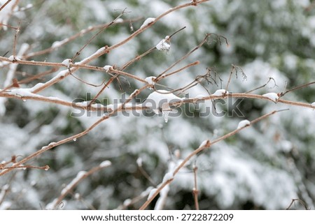 Close Up Branches In A Winterland