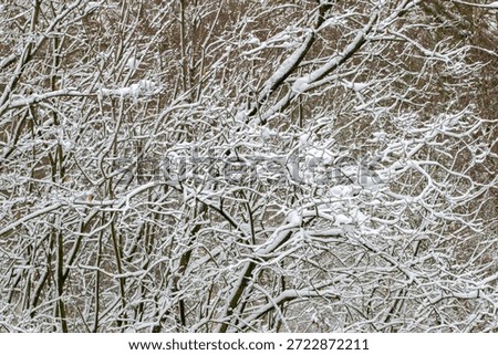 Close Up Branches In A Winterland