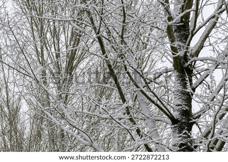 Close Up Branches In A Winterland