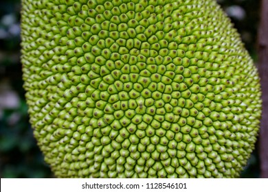 Close Up Of A Breadfruit