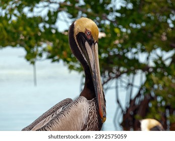 Close up of a breeding Brown Pelican (Pelecanus occidentalis). - Powered by Shutterstock