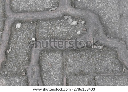 A close up of a brick sidewalk with a large crack in it. The crack is filled with roots and debris
